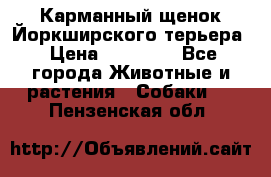 Карманный щенок Йоркширского терьера › Цена ­ 30 000 - Все города Животные и растения » Собаки   . Пензенская обл.